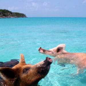 pig beach in the bahamas